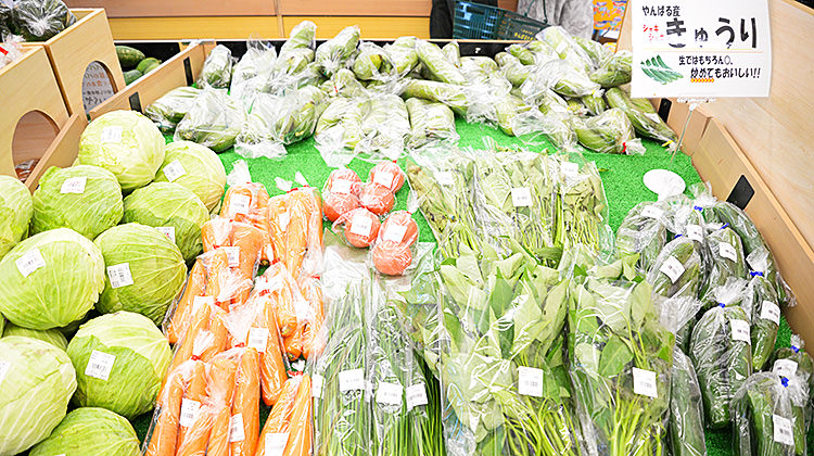 名護市 やんばる北部 地元の野菜
